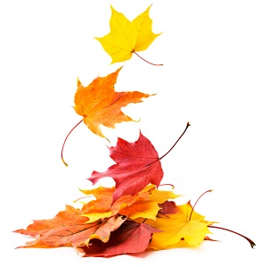 fall leaves